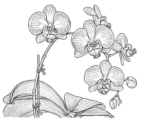 Phaleonopsis cv. Moth Orchid. NY Times illustration. 6 x 6”.