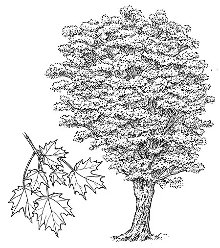 Sugar Maple. Acer saccharum.