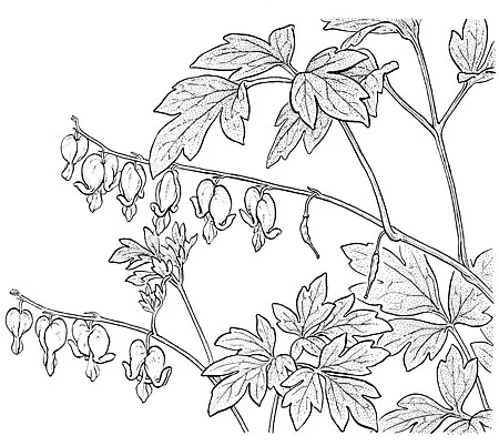 Bleeding heart.