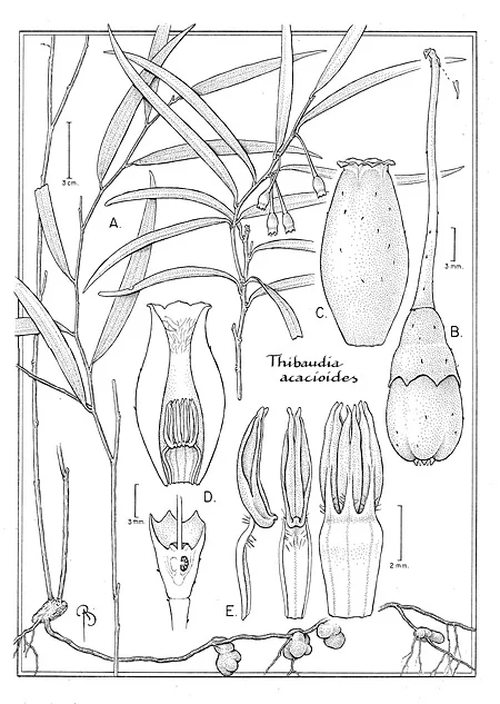 Thibaudia acaciodes