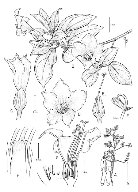 Symbolanthus jasonii
