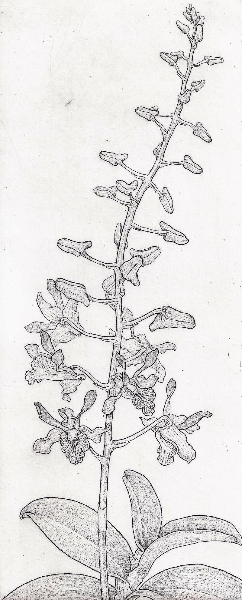 Dendrobium fulum 'Kalapana'