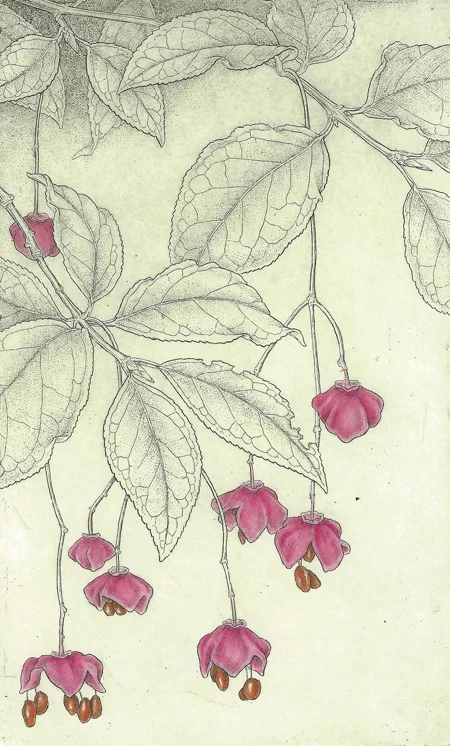 Euonymus sachalinensis