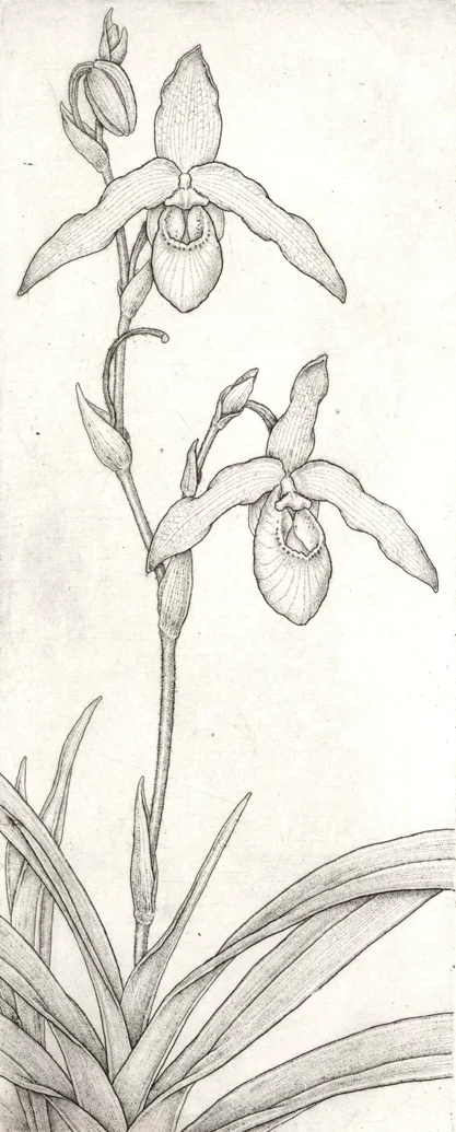 Phragmipedium besseae x pearcei