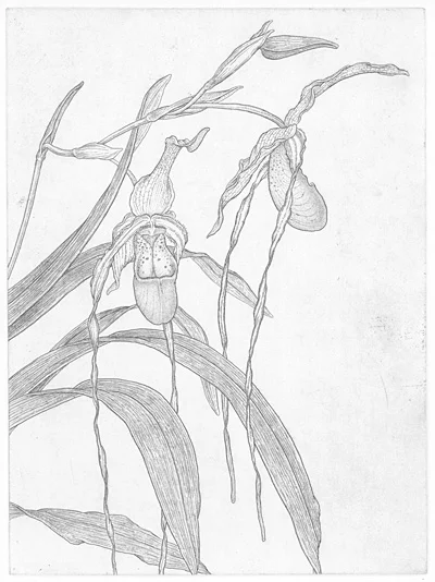 phragmipedium.jpg