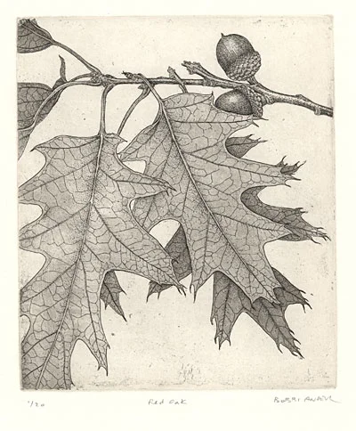 red-oak-6x7.jpg