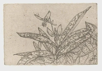 trout-lily-chine-colle-6x4.jpg