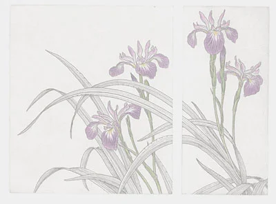 iris-versicolor-diptyc.jpg