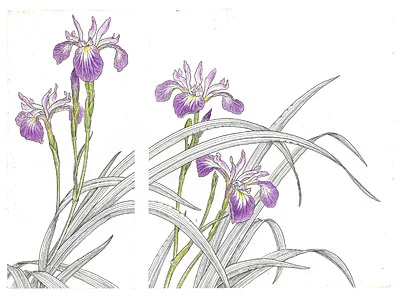 iris-versicolor-diptych-2.jpg