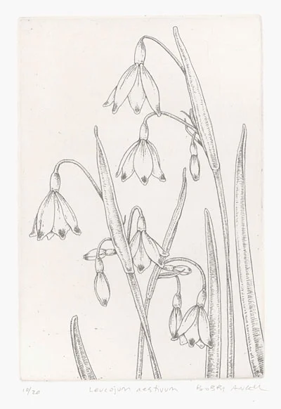 Leucojum.jpg