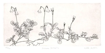 linnaea-borealis-(2).jpg