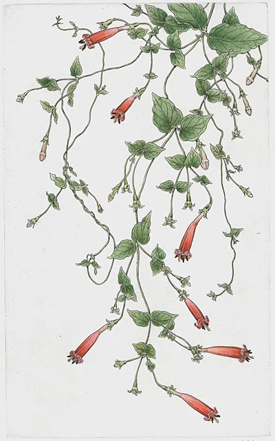 Manettia-coccinea.jpg