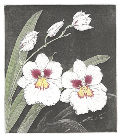 miltoniopsis.jpg