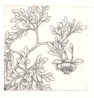 paeonia-brownii.jpg