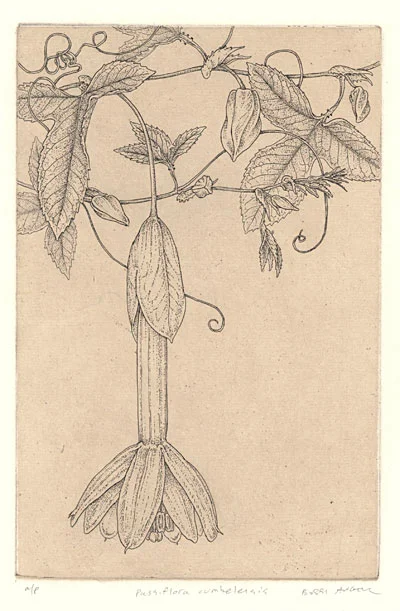 passiflora-cumbalensis-6x9.jpg