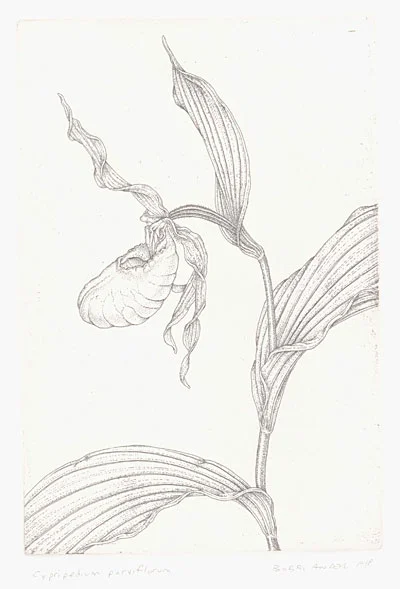Cypripedium.jpg