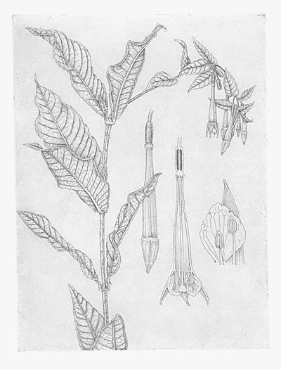 Fuchsia-glaberrima-9x12.jpg