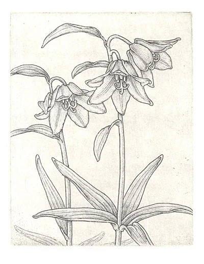 Fritillaria-4x6.jpg