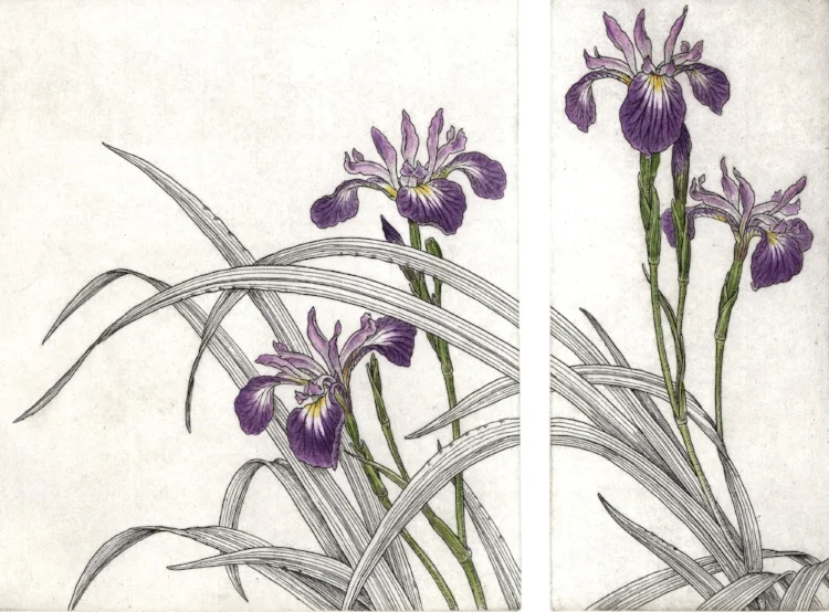 Blue Flag Iris