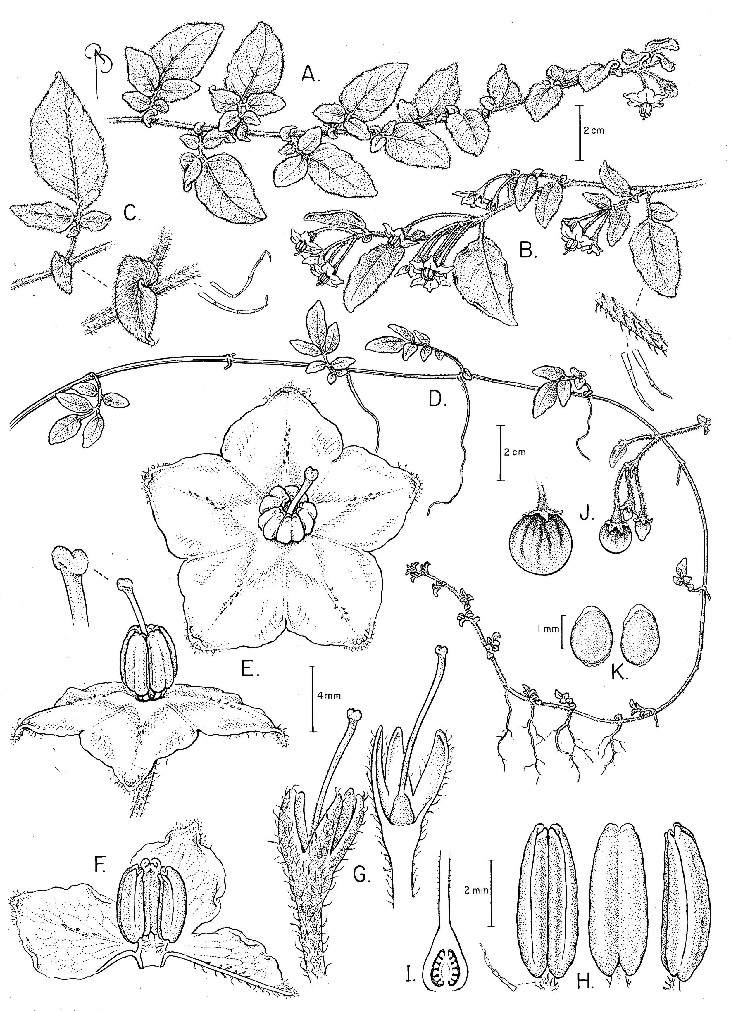 Solanum baretiae