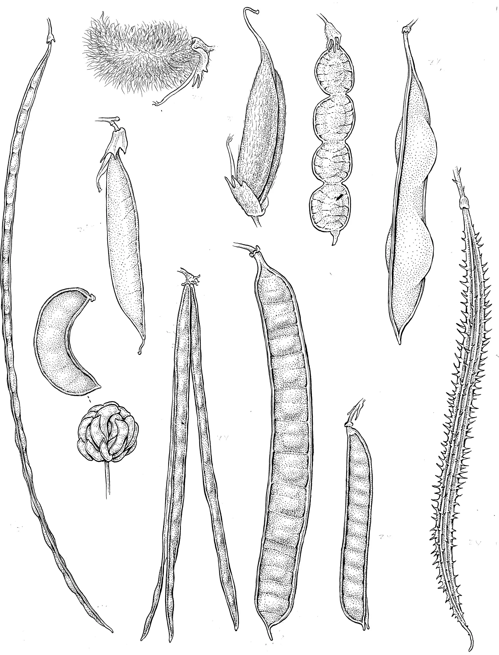 Fabaceae fruits