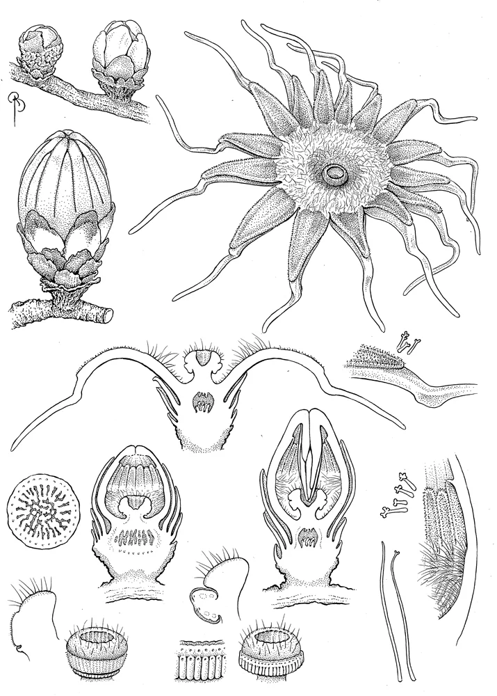 Rhizanthes lowii