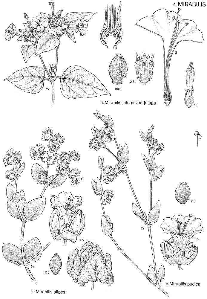Intermountain Flora