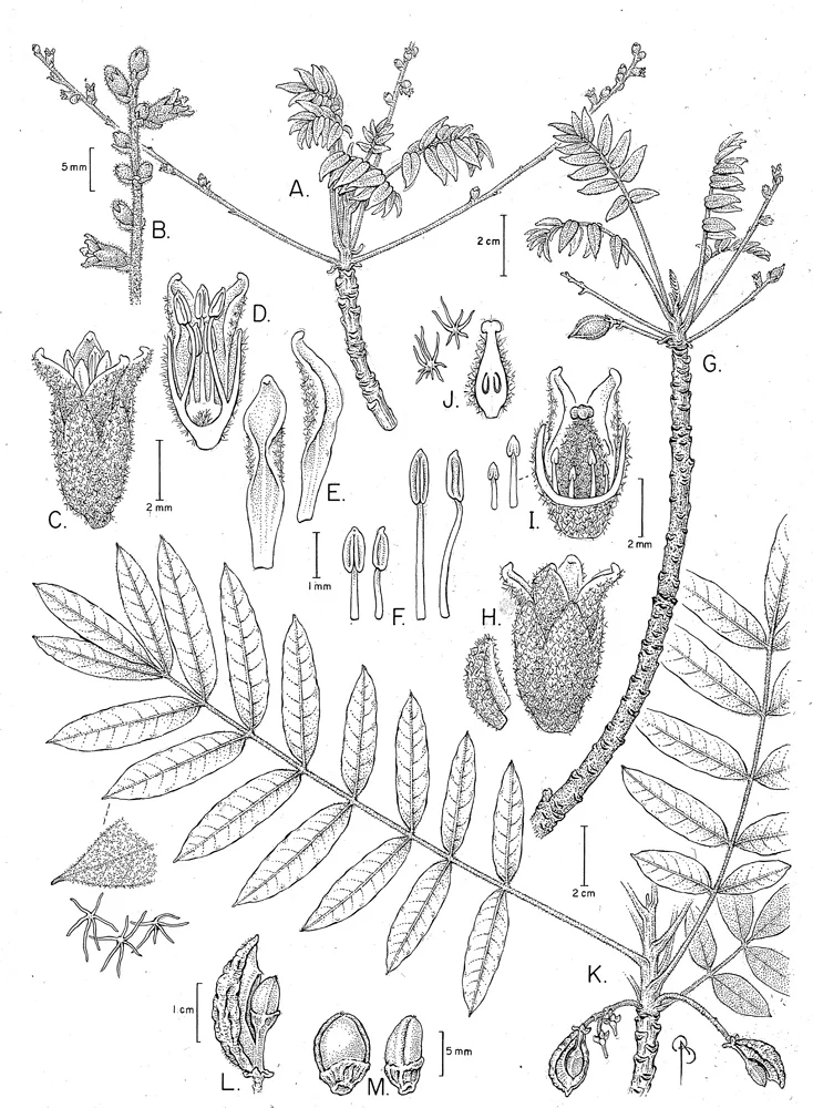 Commiphora morandavensis