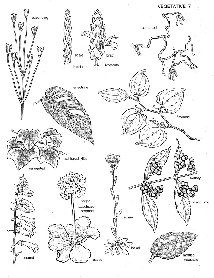 A Botanist's Vocabulary terms