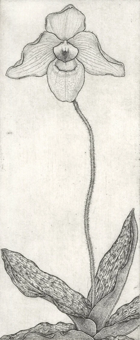 Paphiopedilum Lynleigh Koopowitz
