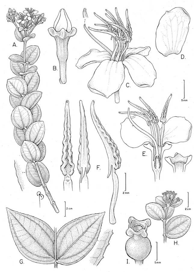 Huberia sessilifolia