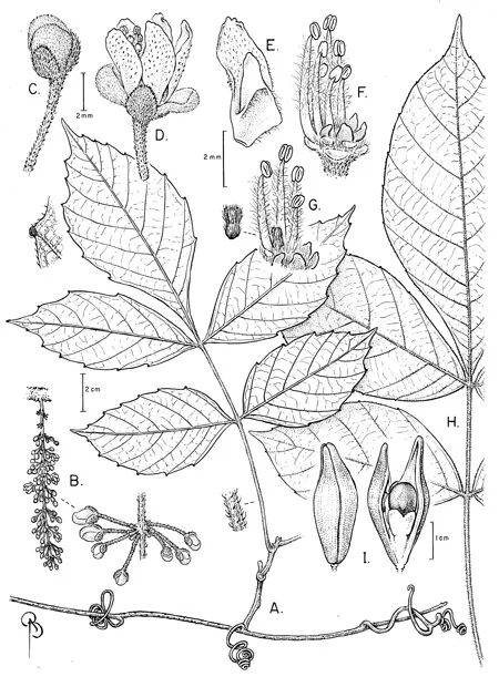Paullinia prevostiana