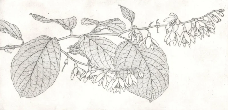 Fragrant Snowbell