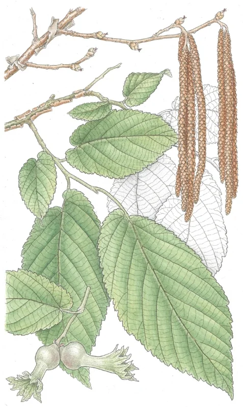 Paperbark Filbert