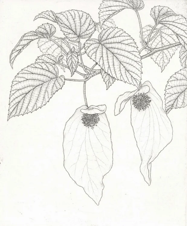 Dove Tree
