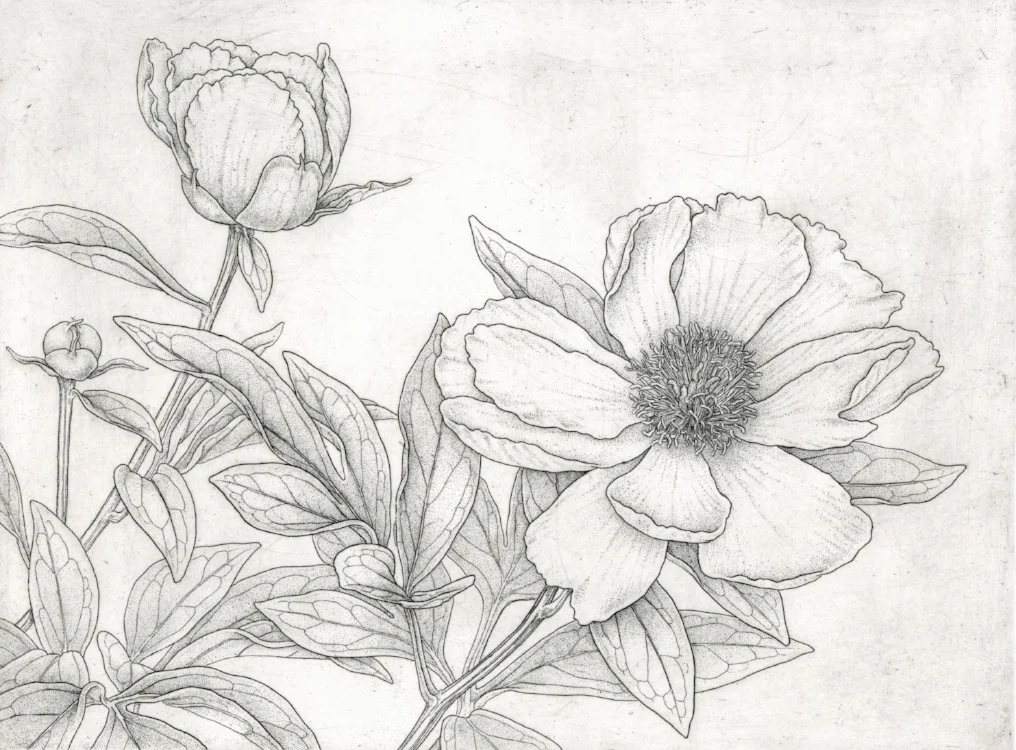 Japanese Peony