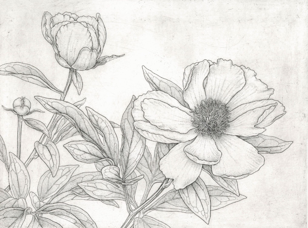 Japanese Peony