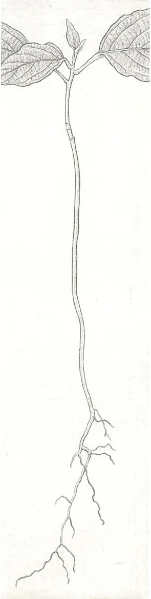 Dogwood seedling