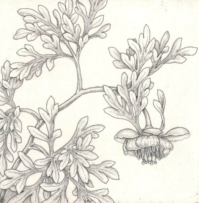 Brown's peony