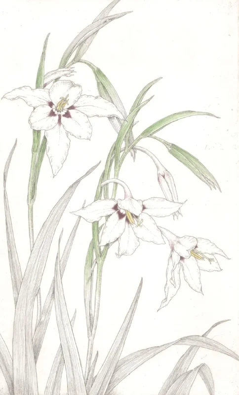 Acidanthera murilae