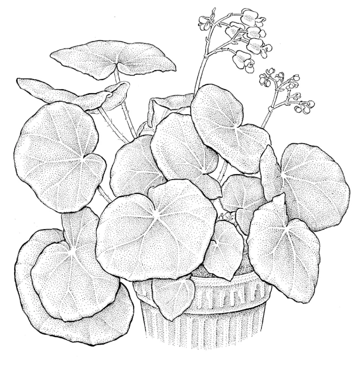 Beefsteak Begonia