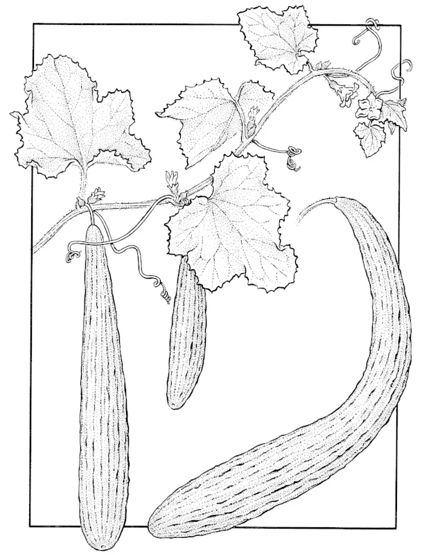 Armenian cucumbers