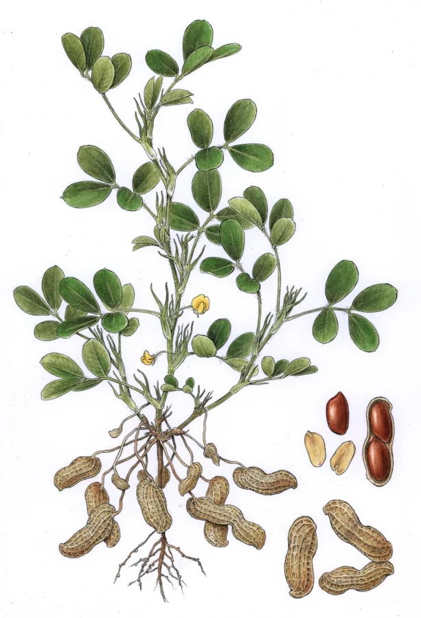 Peanuts. Pen and ink with watercolor, commission for nut and seed company.