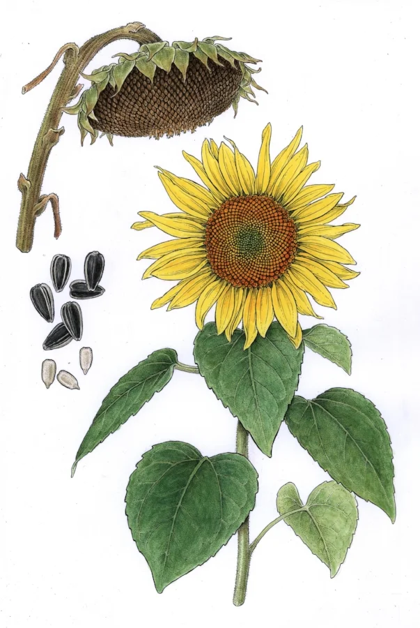 Sunflowers. Pen and ink with watercolor, commission for nut and seed company.