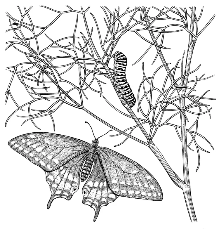 Swallowtail butterfly and caterpillar on dill.