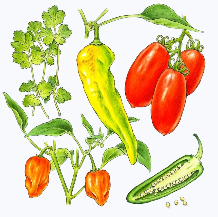 Salsa vegetables drawn for New York Times. Pen and ink with watercolor.