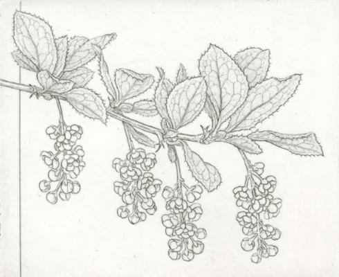 Berberis koreana