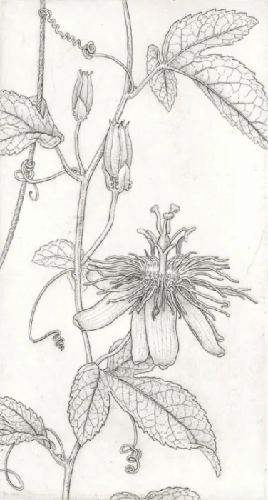 Passiflora 'Lady Margaret'