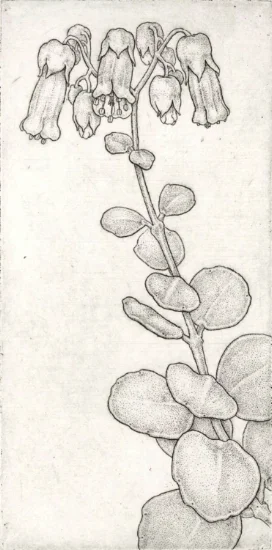 Kalanchoe mernieriana