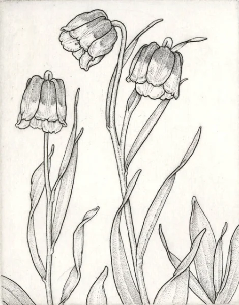 Fritillaria michailowski